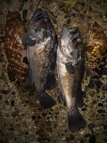 クロソイの釣果