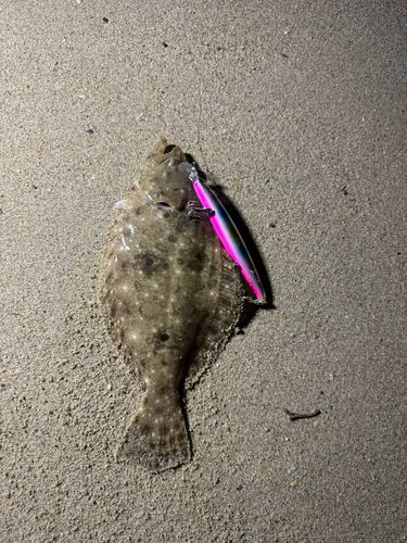 ソゲの釣果