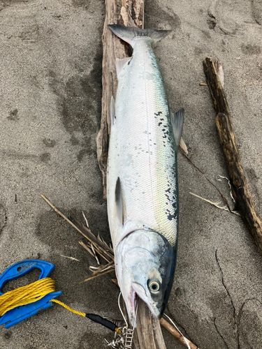アキアジの釣果