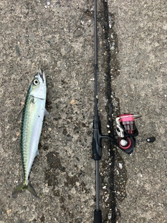 サバの釣果