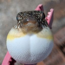 サバ