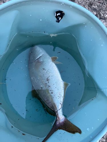 ショゴの釣果
