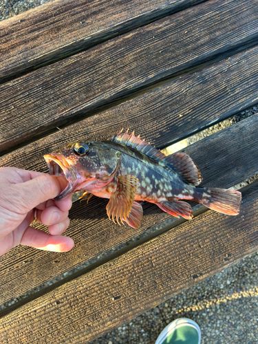 オオモンハタの釣果