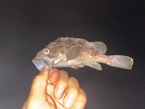 ソイの釣果