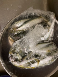 サバの釣果