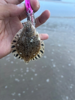 ヌマガレイの釣果