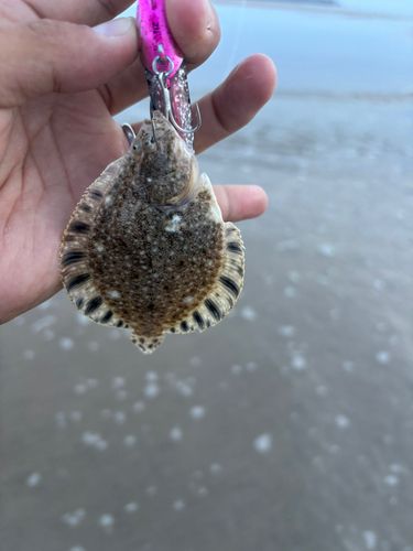 ヌマガレイの釣果