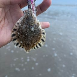 ヌマガレイ