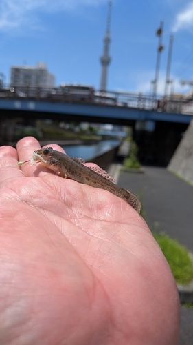 マハゼの釣果