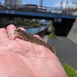 マハゼ