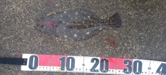 ソゲの釣果