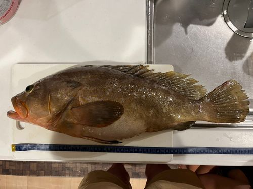 アコウの釣果