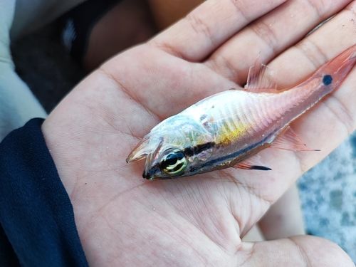 ネンブツダイの釣果