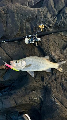 ヒラスズキの釣果