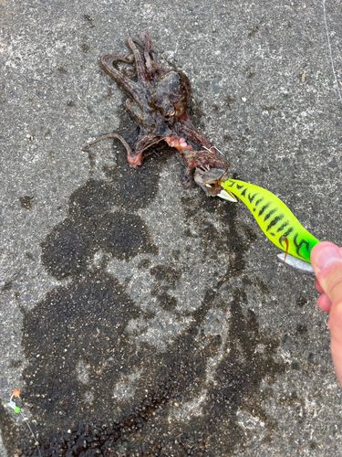 タコの釣果
