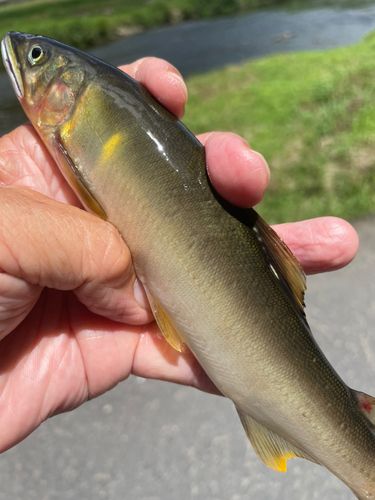 アユの釣果