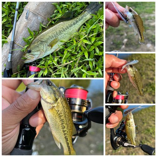 ブラックバスの釣果