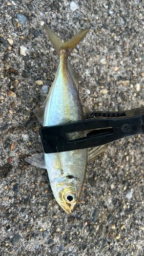 マアジの釣果