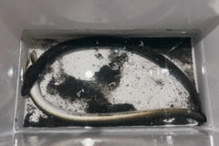 ウナギの釣果
