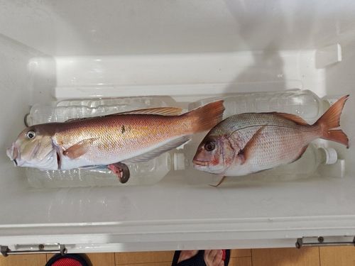 マダイの釣果