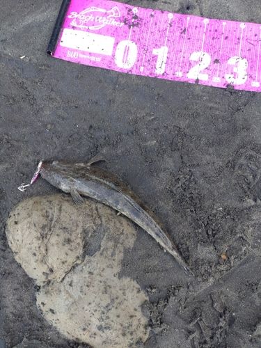 マゴチの釣果