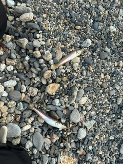 シロギスの釣果