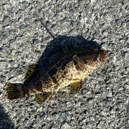 タケノコメバル