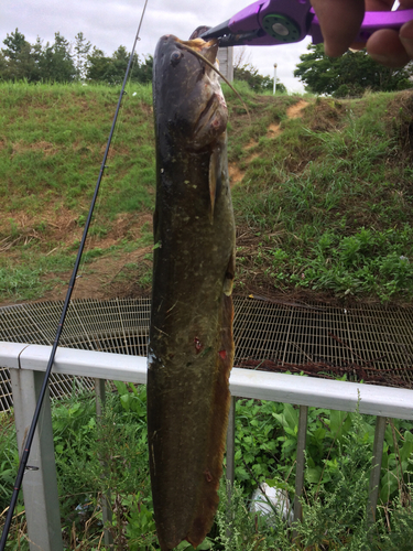 ナマズの釣果