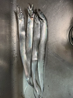 タチウオの釣果