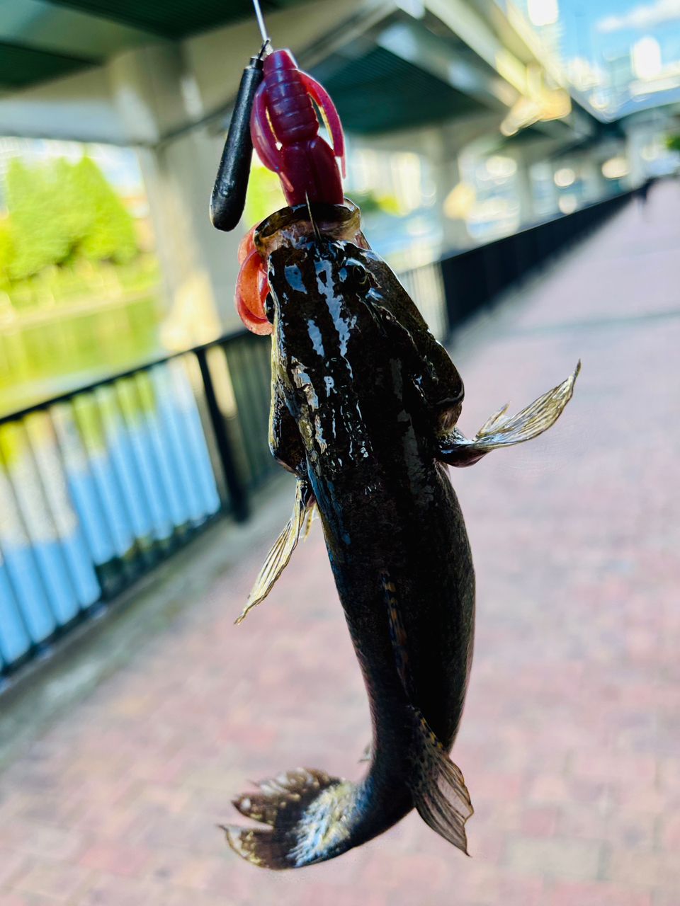 カワアナゴ