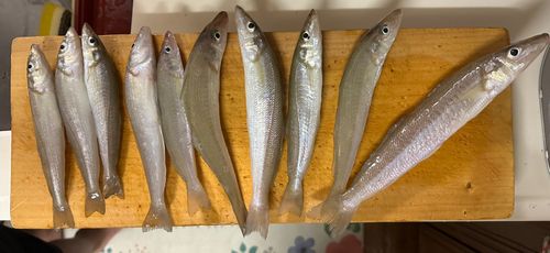 キスの釣果