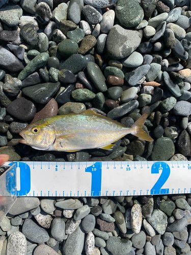 ショゴの釣果