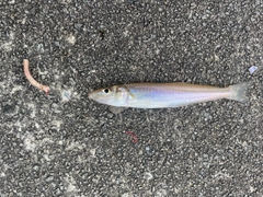 シロギスの釣果