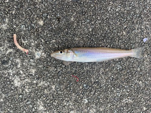 シロギスの釣果