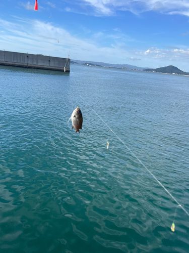 スズメダイの釣果