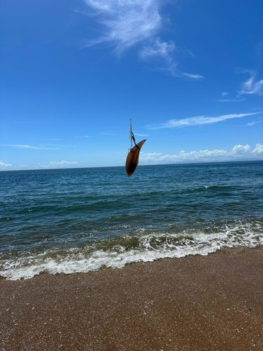 シタビラメの釣果