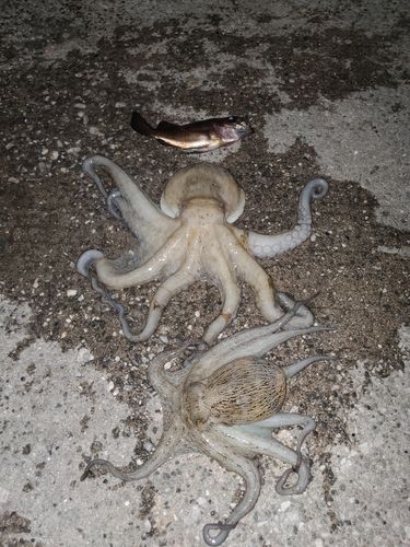 マダコの釣果