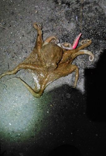 タコの釣果