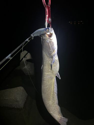 ナマズの釣果