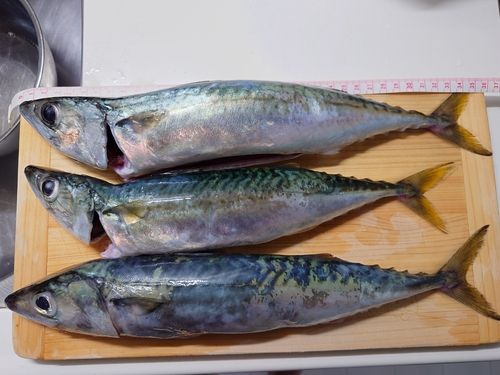 サバの釣果