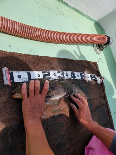 アイナメの釣果