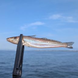 シロギス