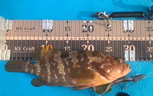 キジハタの釣果