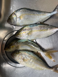 ネリゴの釣果