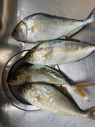 ネリゴの釣果