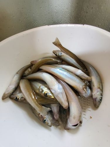 キスの釣果