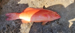 アカジンミーバイの釣果