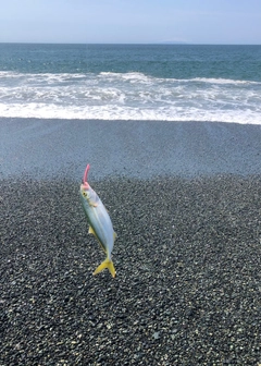 ワカシの釣果