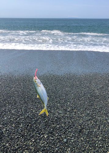 ワカシの釣果