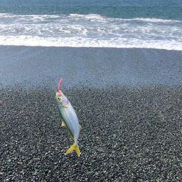 ワカシ